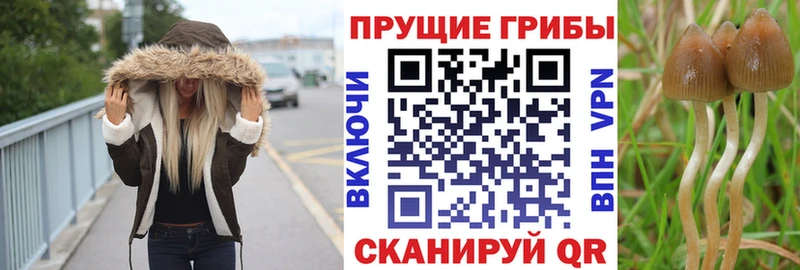 Купить  Зея  Псилоцибиновые грибы Psilocybine cubensis 